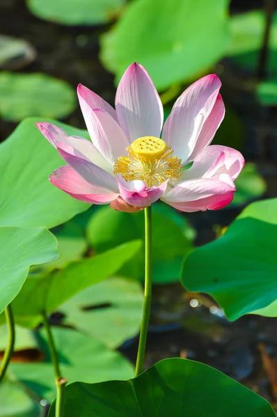 Pembe kutsal lotus, görünümü kadar yakın