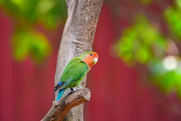 Hermoso Loro Colorido Naturaleza —  Fotos de Stock