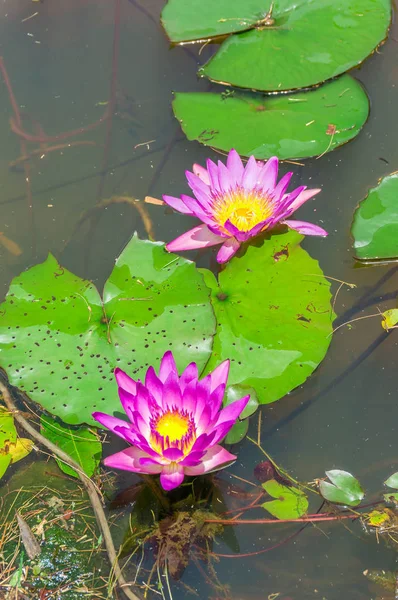 Güzel Pembe Lotus Çiçeği Nilüfer Gölet — Stok fotoğraf