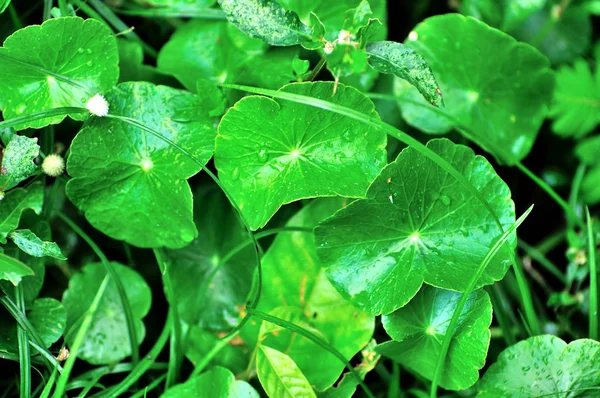 Doğal Taze Pennywort Veya Centella Asiatica Yaprak — Stok fotoğraf