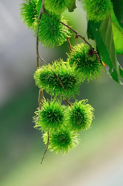 Tropikal meyve, Genç rambutan ağaç üzerinde