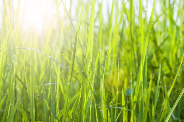 Fond Gouttes Rosée Sur Herbe Vert Vif Avec Éclat Lentille — Photo