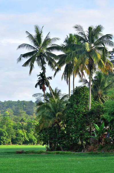 Paysage Rizière Avec Cocotiers — Photo