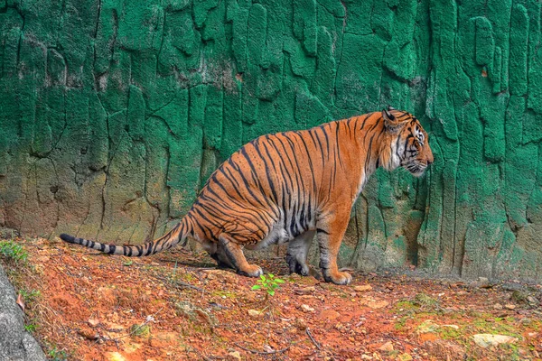 Tigre Pis Naturaleza —  Fotos de Stock