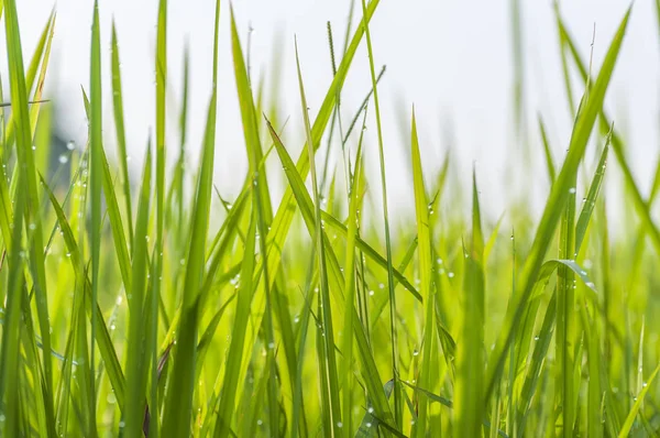 Fond Gouttes Rosée Sur Herbe Vert Vif — Photo