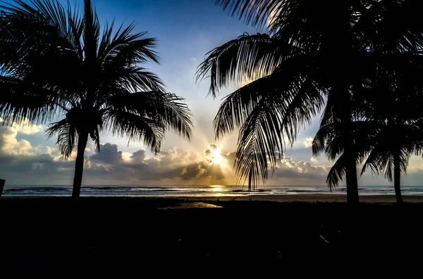 Ağaç silüeti ne zaman güneş sahil yakınında yükselen