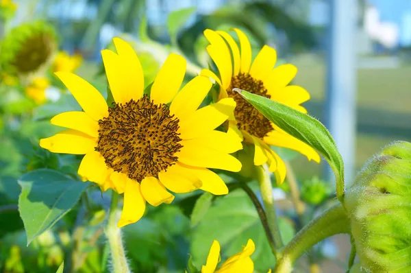 Girasol Jardín — Foto de Stock