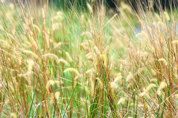 Tüy otların kapatın. Yumuşak odak, alanlar ve seçici odak sığ derinlik.