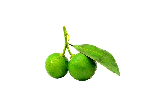 Calamansi White Background — Stock Photo, Image