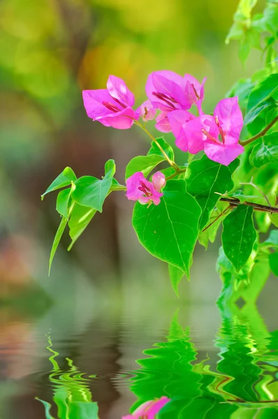 Bougainvillea Water Reflection Natural Background — Stock Photo, Image