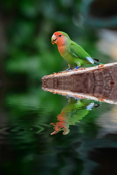 Hermoso Loro Colorido Con Reflejo Agua —  Fotos de Stock