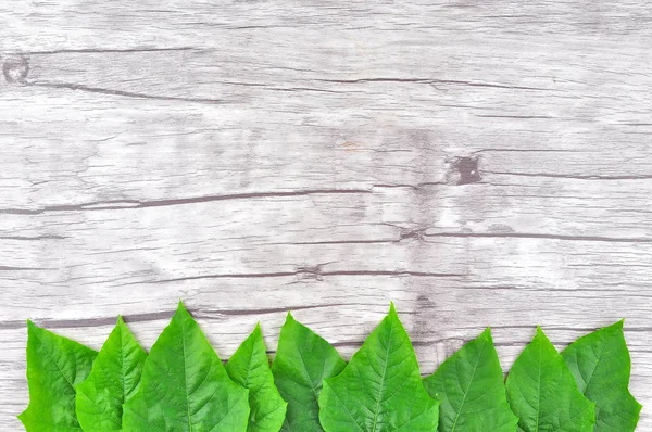 Frame Green Leaf Wood Background — Stock Photo, Image