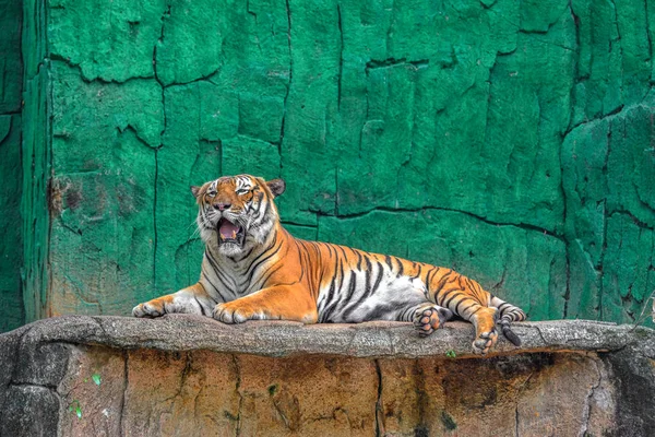 Comportamiento Del Tigre —  Fotos de Stock