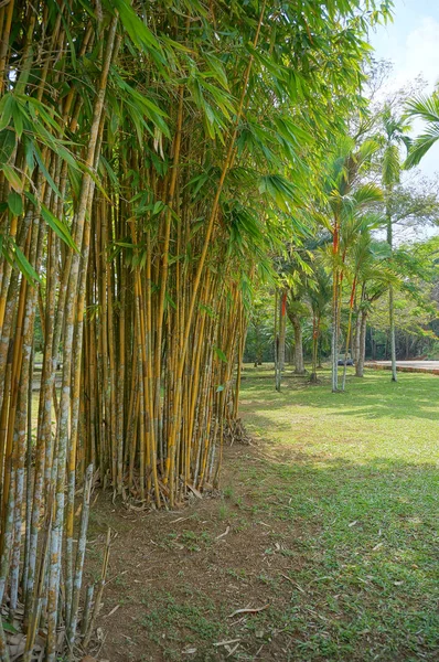 Primavera Abstrato Fundo Verde Com Folhas Bambu — Fotografia de Stock