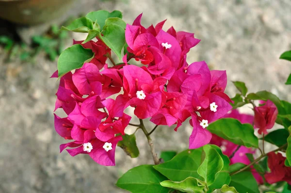 Bougainvillea Kwiat Widok Bliska — Zdjęcie stockowe