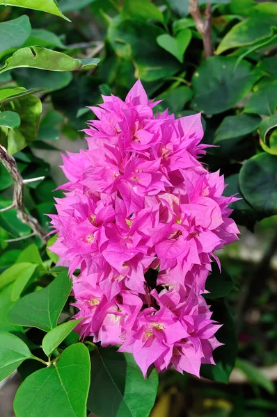 Bougainvillea Kwiat Widok Bliska — Zdjęcie stockowe