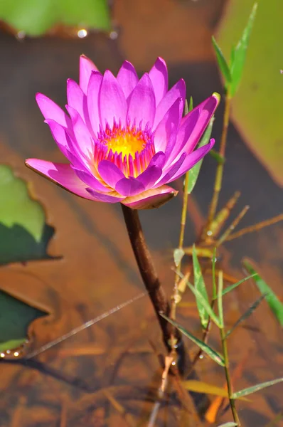 Egy Tökéletes Virágzik Tavirózsa — Stock Fotó
