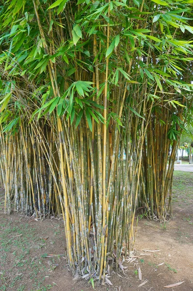 Primavera Abstrato Fundo Verde Com Folhas Bambu — Fotografia de Stock