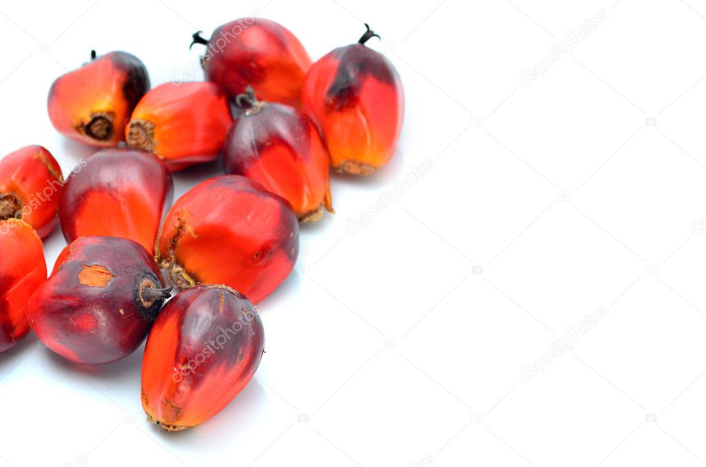 Oil palm on white background