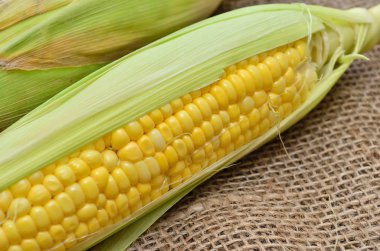 Mısır topçu üzerinde bir kulak