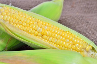 Mısır topçu üzerinde bir kulak