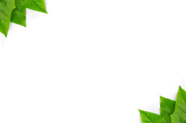 izole yaprak yeşil arka plan