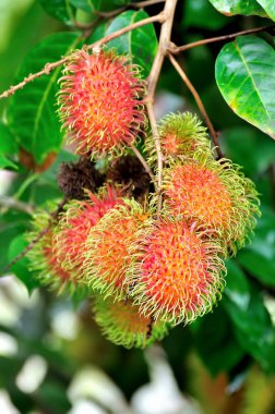 tropikal meyve, rambutan ağaç üzerinde