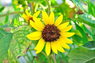 Bahçedeki ayçiçeği