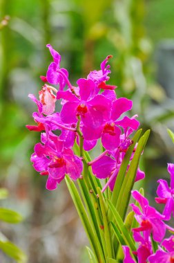 yeşil zemin üzerine güzel orkide