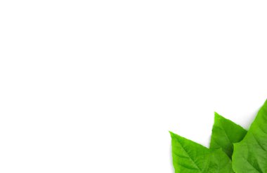 izole yaprak yeşil arka plan