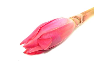 Etlingera elatior, zencefil çiçek ya da meşale zencefil Bud'ın