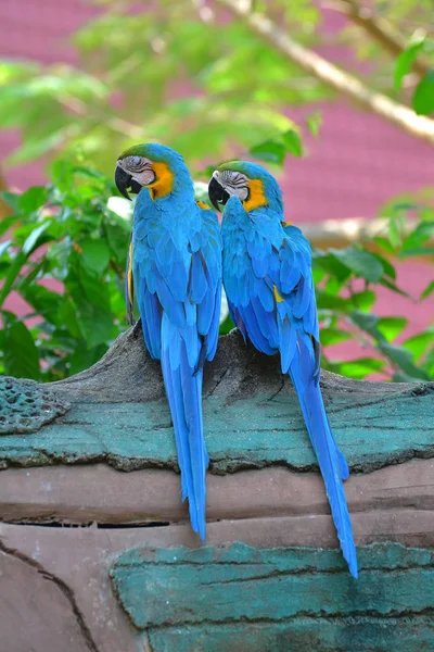 Mavi ve sarı papağan