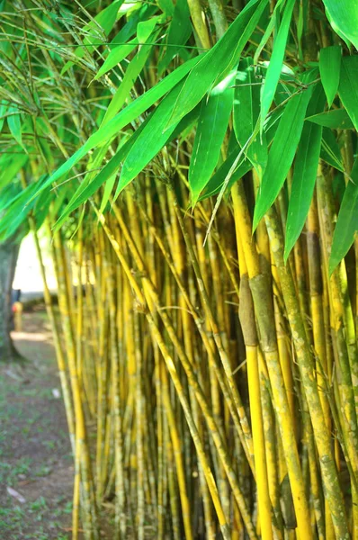 Primavera Abstrato Fundo Verde Com Folhas Bambu — Fotografia de Stock