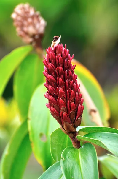Piękny Tropikalny Czerwony Kwiat Imbiru — Zdjęcie stockowe