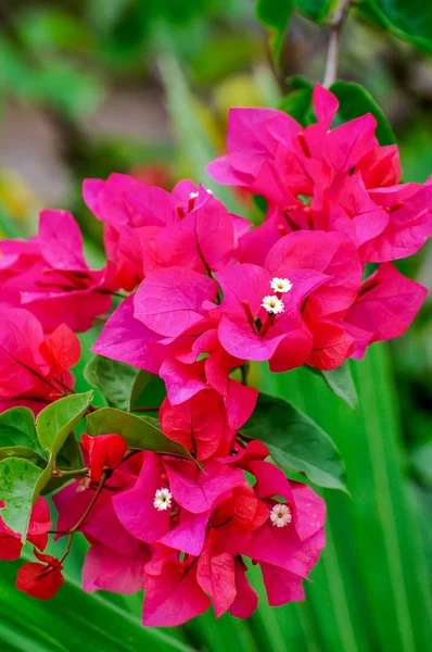 Bougainvilleas — 스톡 사진