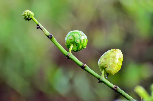 Noni Fruit Morinda Citrifolia — Stock Photo, Image