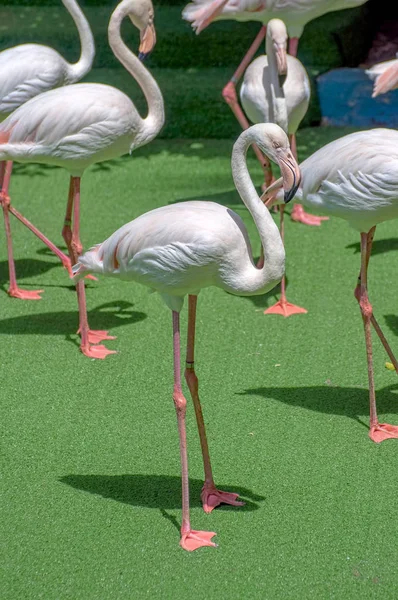 一群柔软的粉红色非洲鸟火烈鸟站在绿草上 — 图库照片