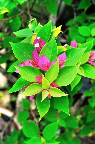 Bougainvillea Flower Close View — Stock Photo, Image
