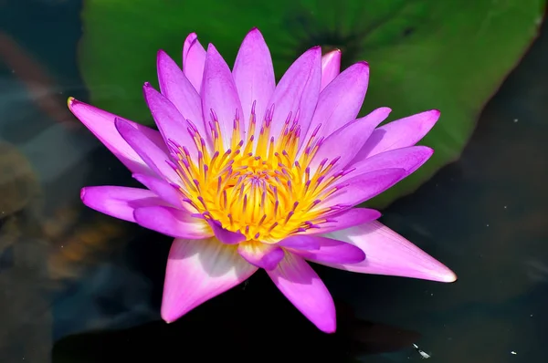 完璧な花スイレン — ストック写真