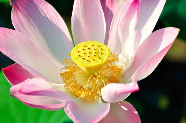 粉红色神圣的莲花 近距离景观 — 图库照片