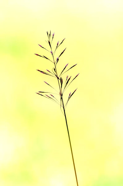 Hierba Barba Dorada Chrysopogon Aciculatus Retz Trin — Foto de Stock