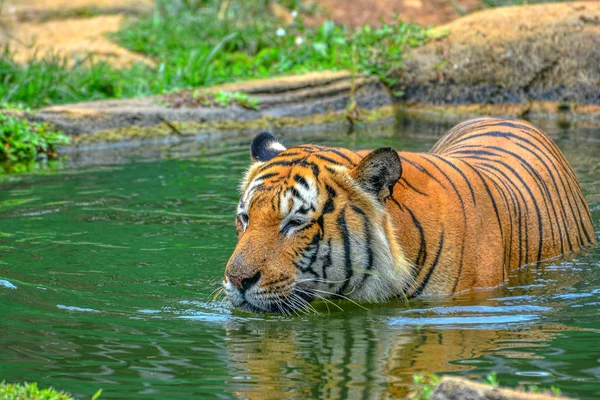 Tigre Nadando Agua —  Fotos de Stock