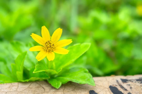 緑の葉と黄色の花 浅い被写し界深度 Dof セレクティブ フォーカス ソフト フォーカス — ストック写真