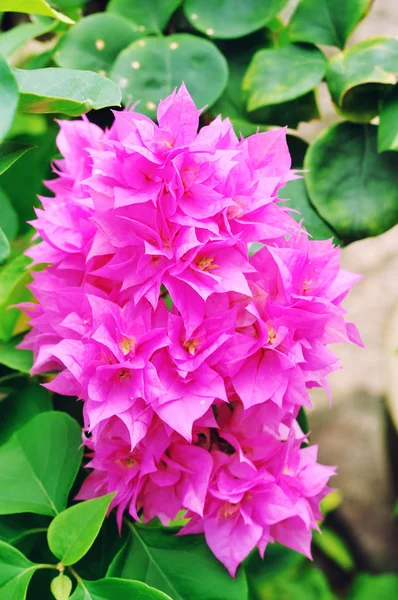 Bougainvillea Flower Close View — Stock Photo, Image