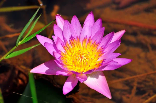 Mükemmel Bloom Nilüfer — Stok fotoğraf