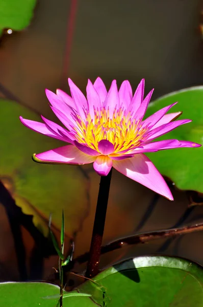 Mükemmel Bloom Nilüfer — Stok fotoğraf