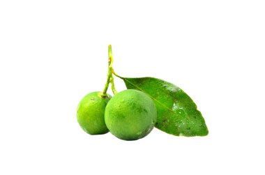 Beyaz arka planda calamansi