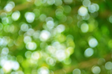 Doğal yeşil arkaplan bulanık