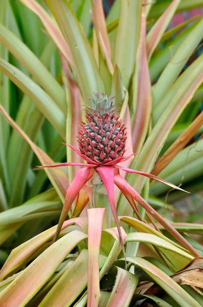 Ananas Owoce Tropikalne Rośnie — Zdjęcie stockowe