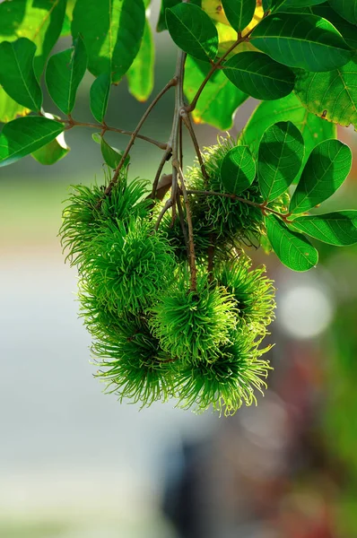 Tropical Fruit Young Rambutan Tree — Stock Photo, Image